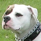 American Bulldog